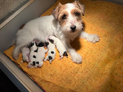 du Vallon de l'Alba - Jack Russell Terrier - Portée née le 09/03/2024