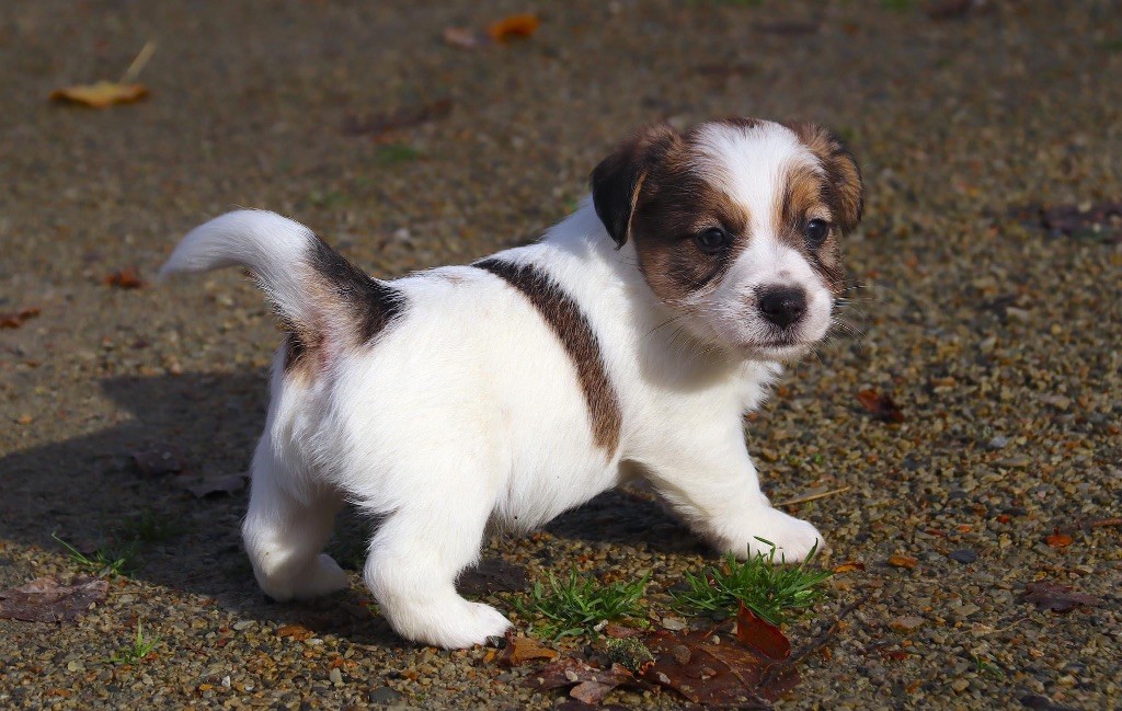 du Vallon de l'Alba - Chiot disponible  - Jack Russell Terrier