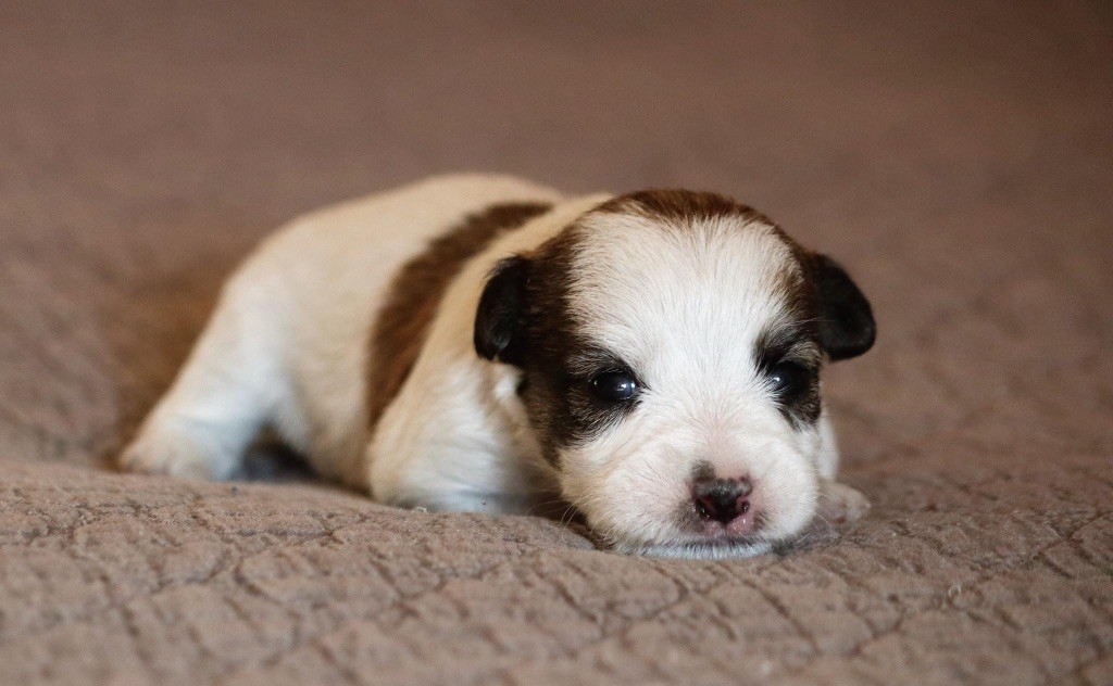 du Vallon de l'Alba - Chiot disponible  - Jack Russell Terrier