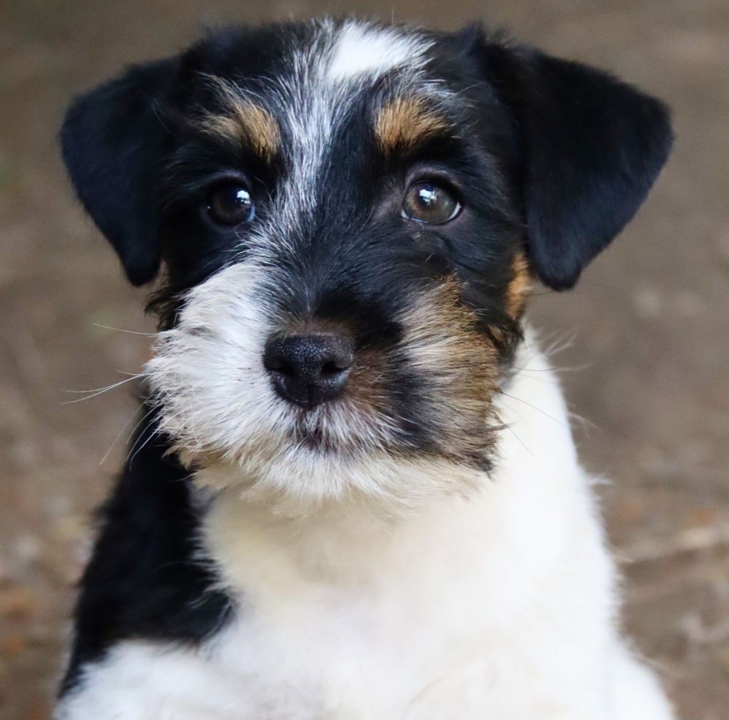 du Vallon de l'Alba - Chiot disponible  - Jack Russell Terrier