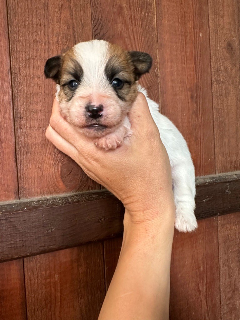 du Vallon de l'Alba - Chiot disponible  - Jack Russell Terrier