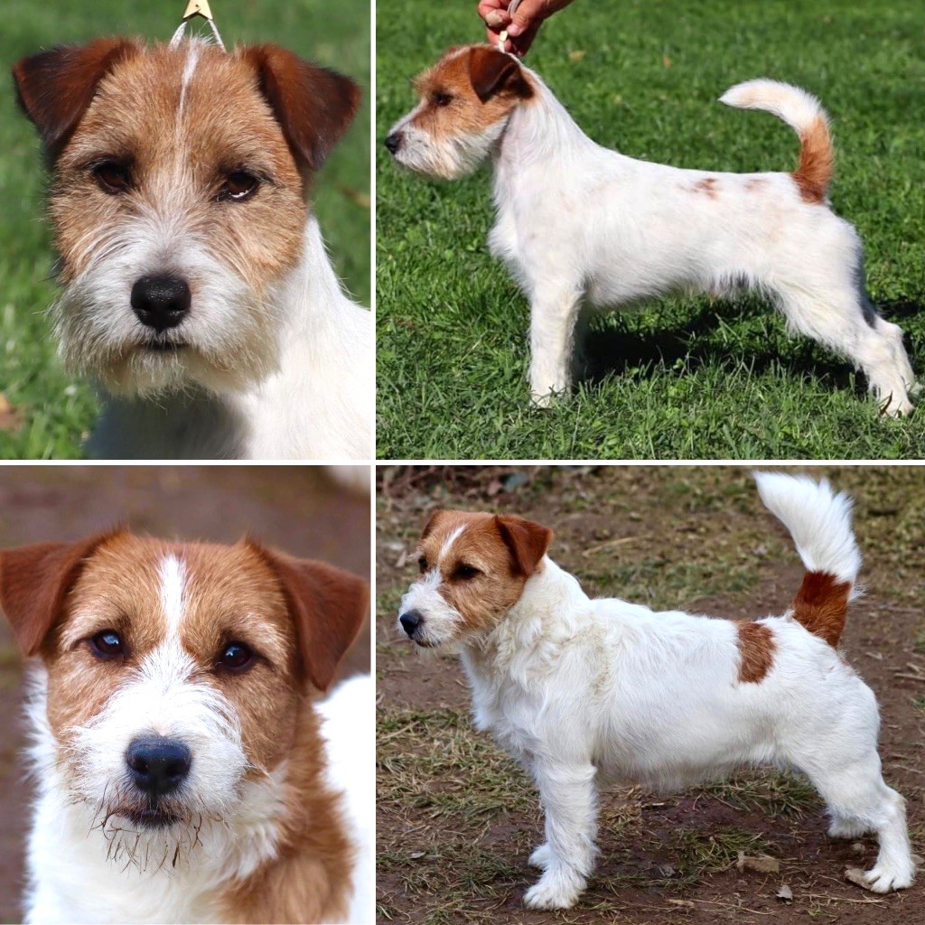 chiot Jack Russell Terrier du Vallon de l'Alba