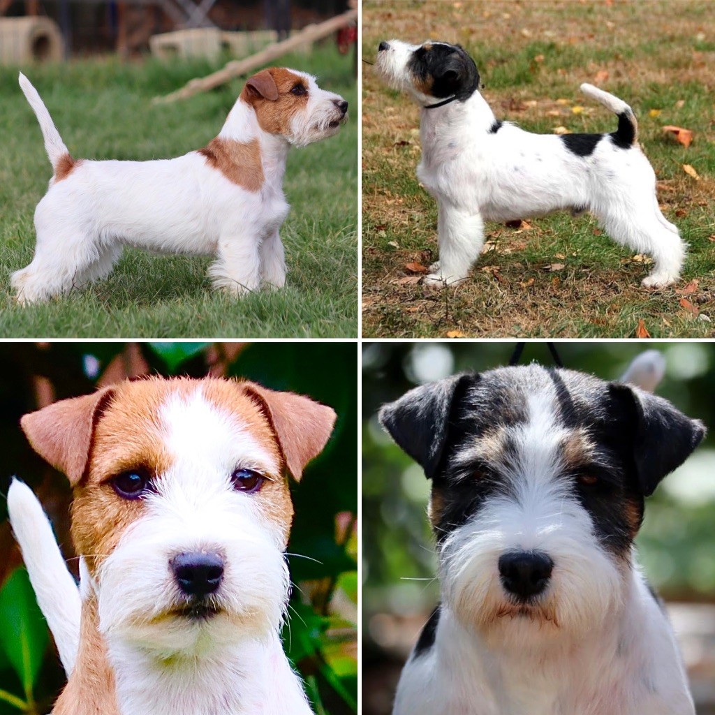 chiot Jack Russell Terrier du Vallon de l'Alba