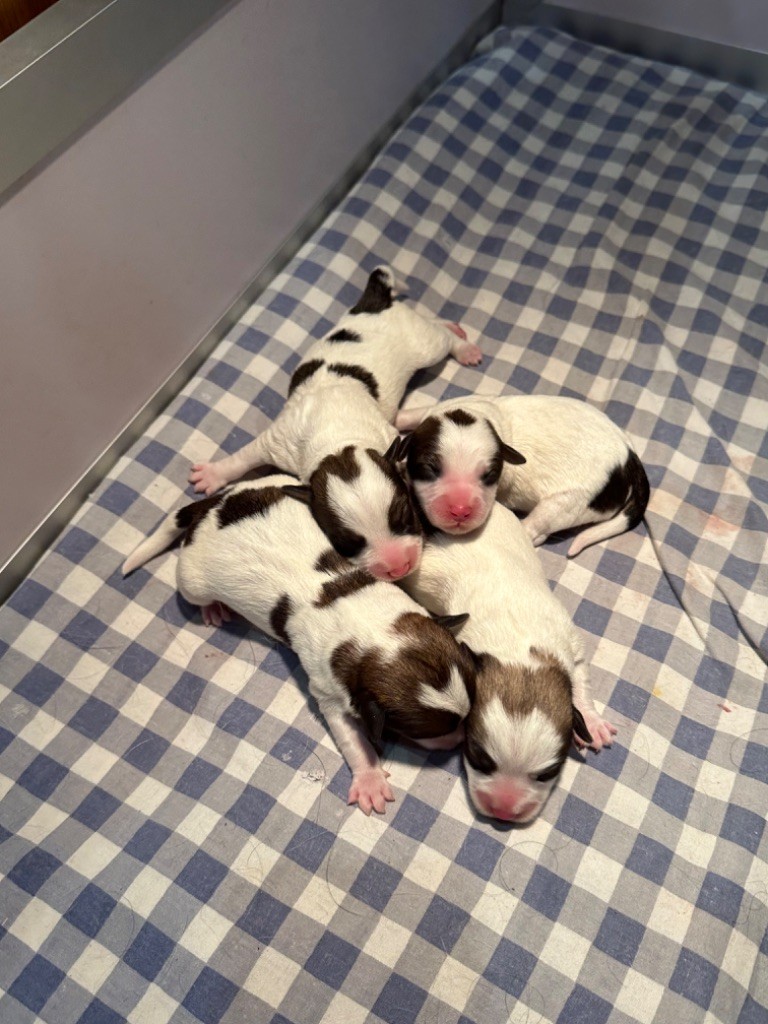 chiot Jack Russell Terrier du Vallon de l'Alba