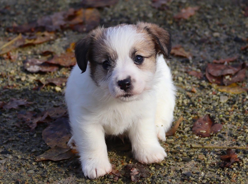 du Vallon de l'Alba - Chiot disponible  - Jack Russell Terrier