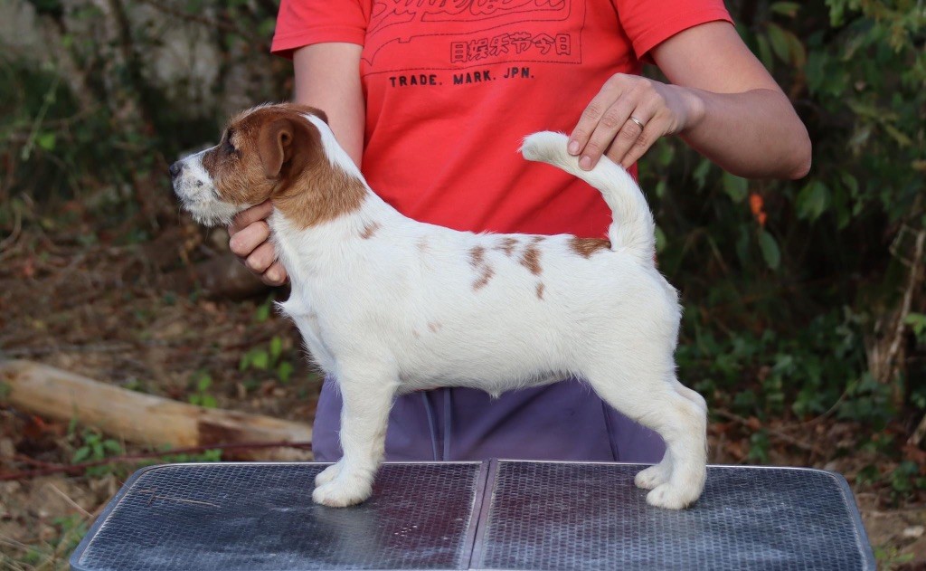 du Vallon de l'Alba - Chiot disponible  - Jack Russell Terrier