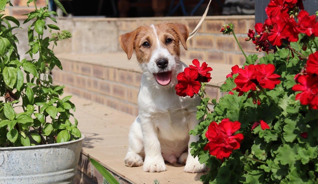 du Vallon de l'Alba - Chiot disponible  - Jack Russell Terrier