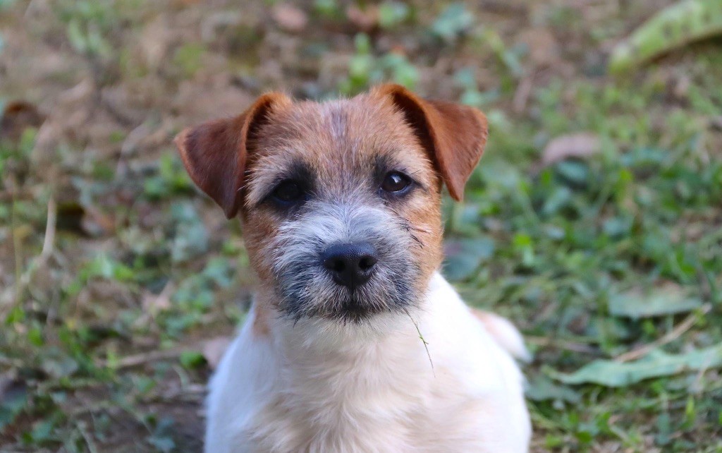 du Vallon de l'Alba - Chiot disponible  - Jack Russell Terrier