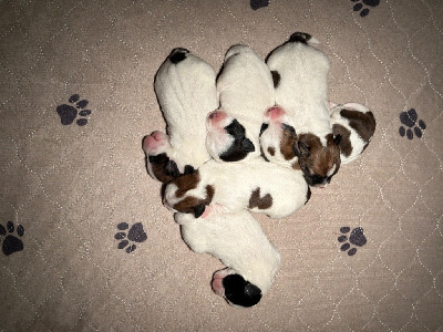 du Vallon de l'Alba - Jack Russell Terrier - Portée née le 29/04/2024
