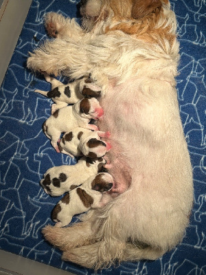 du Vallon de l'Alba - Jack Russell Terrier - Portée née le 02/05/2024