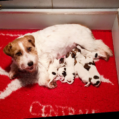 du Vallon de l'Alba - Jack Russell Terrier - Portée née le 21/01/2023