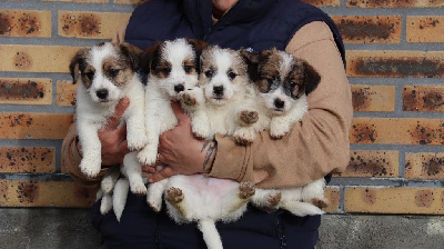 du Vallon de l'Alba - Jack Russell Terrier - Portée née le 17/10/2024