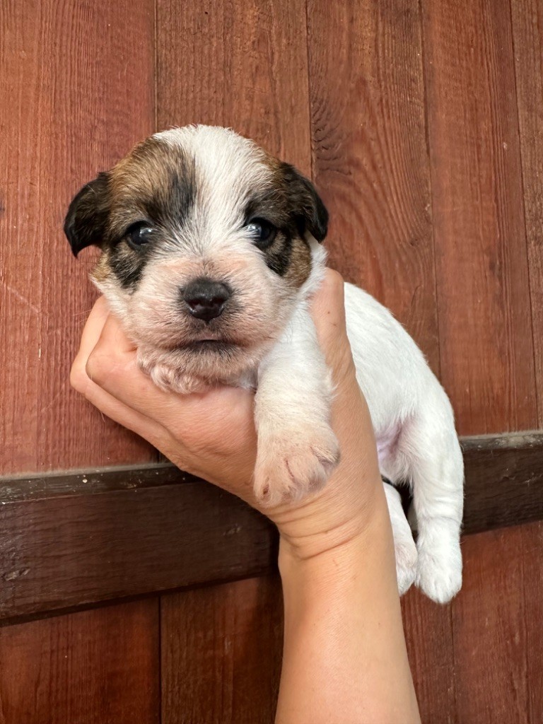 du Vallon de l'Alba - Chiot disponible  - Jack Russell Terrier