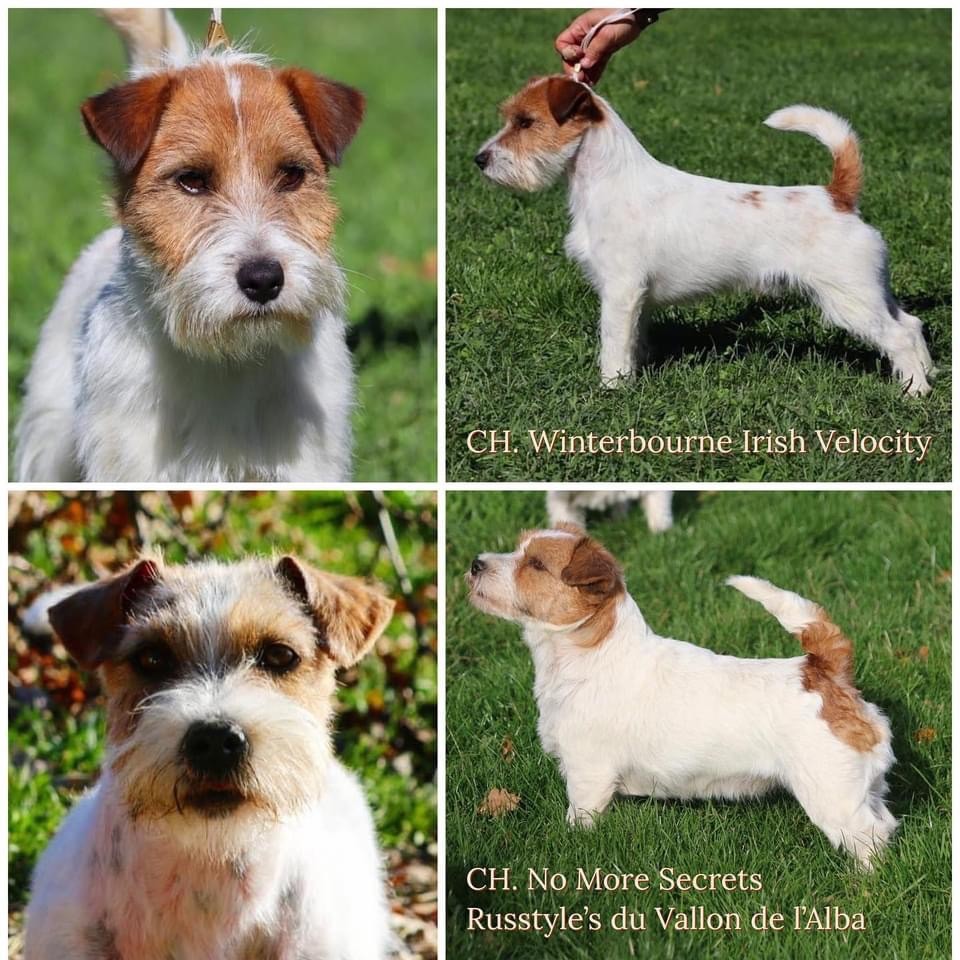 chiot Jack Russell Terrier du Vallon de l'Alba