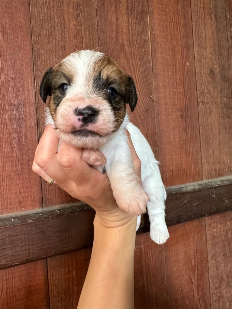 du Vallon de l'Alba - Chiot disponible  - Jack Russell Terrier