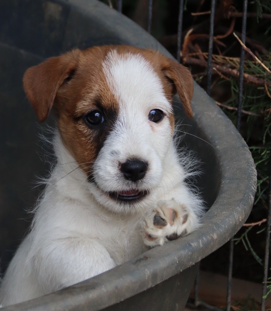 du Vallon de l'Alba - Chiot disponible  - Jack Russell Terrier