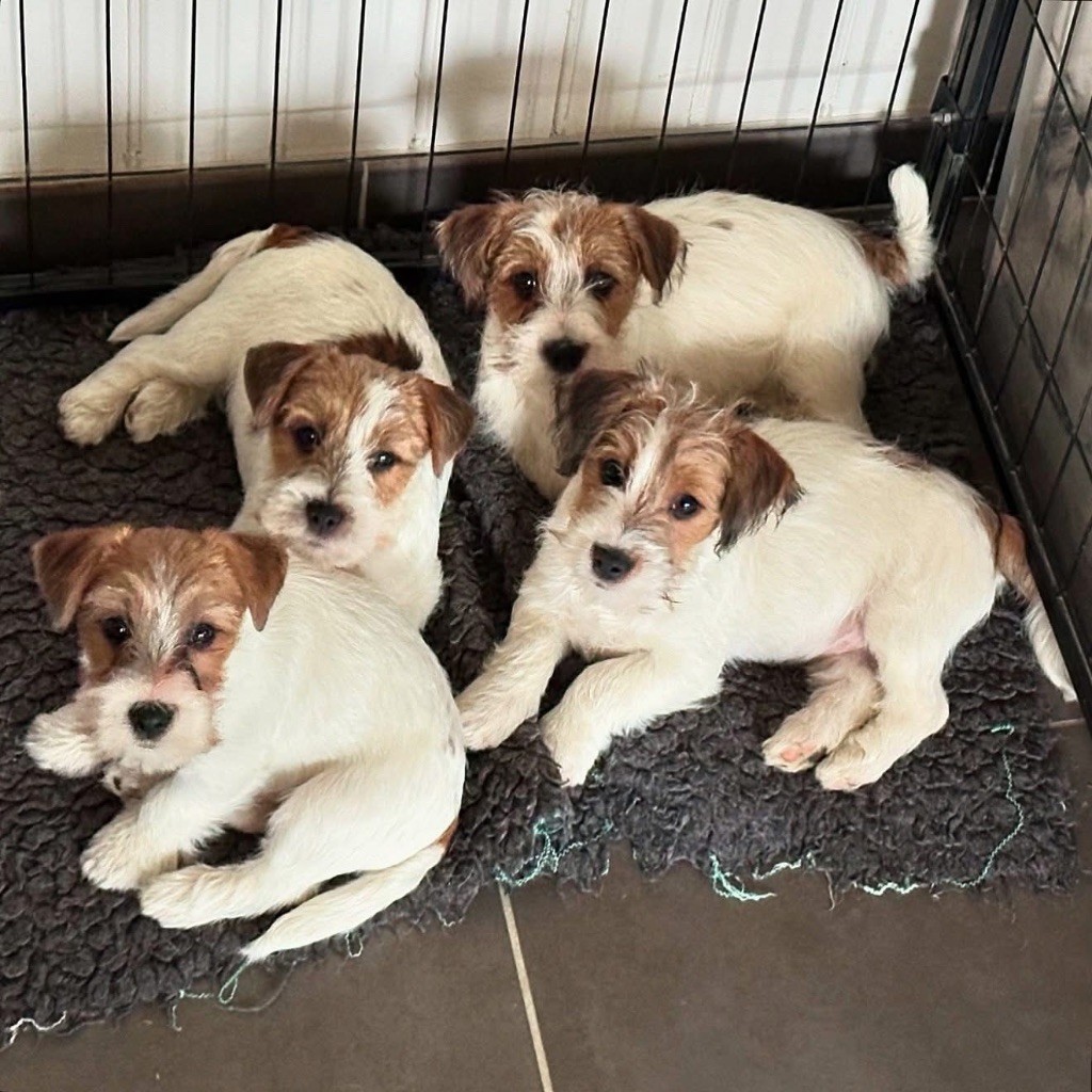 chiot Jack Russell Terrier du Vallon de l'Alba