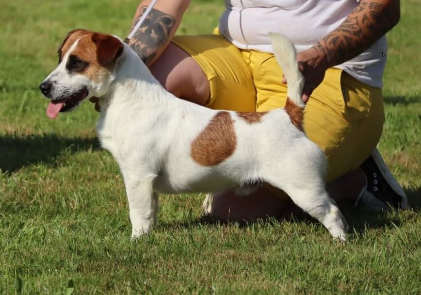 Pavel jack du Bois de Compiègne