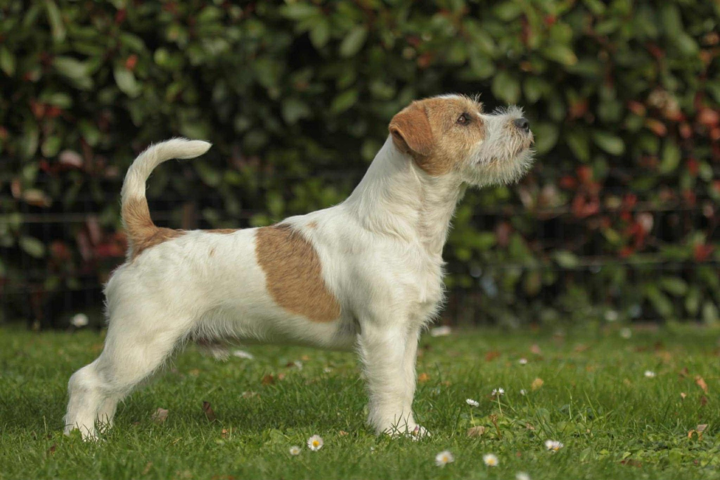 Van Helsing Russtyle's du Vallon de l'Alba