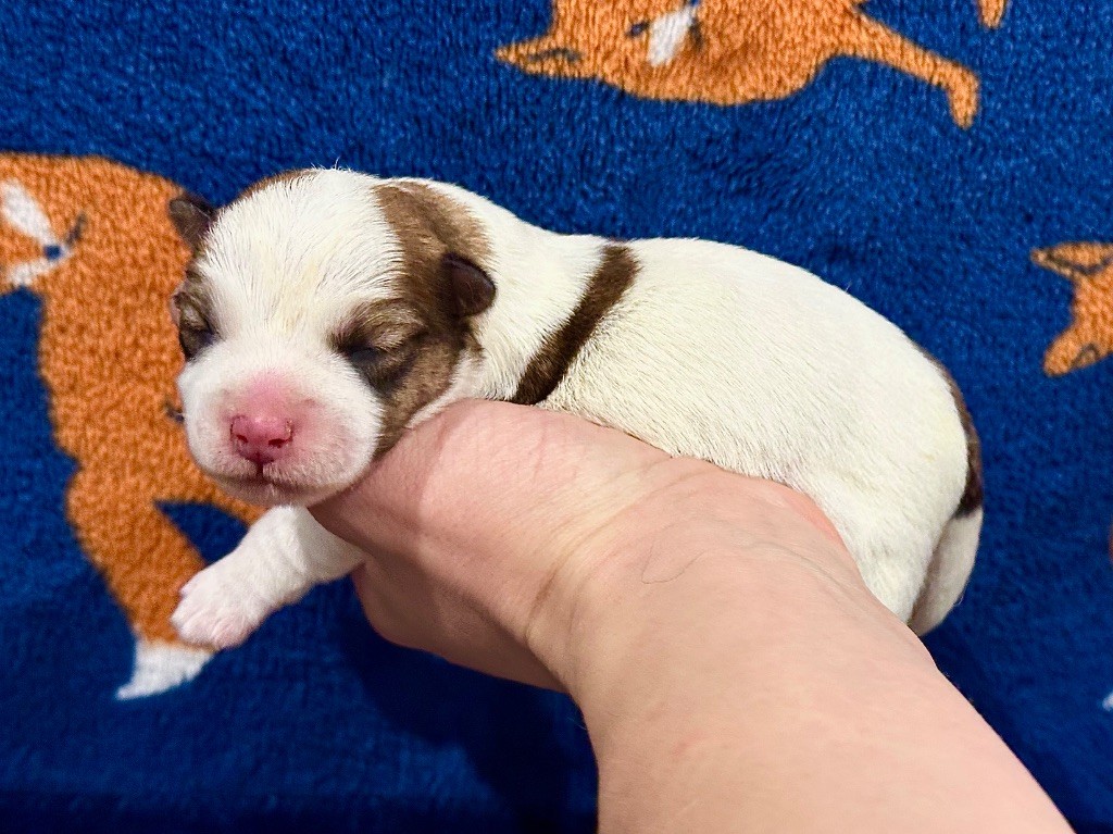 du Vallon de l'Alba - Chiots disponibles - Jack Russell Terrier