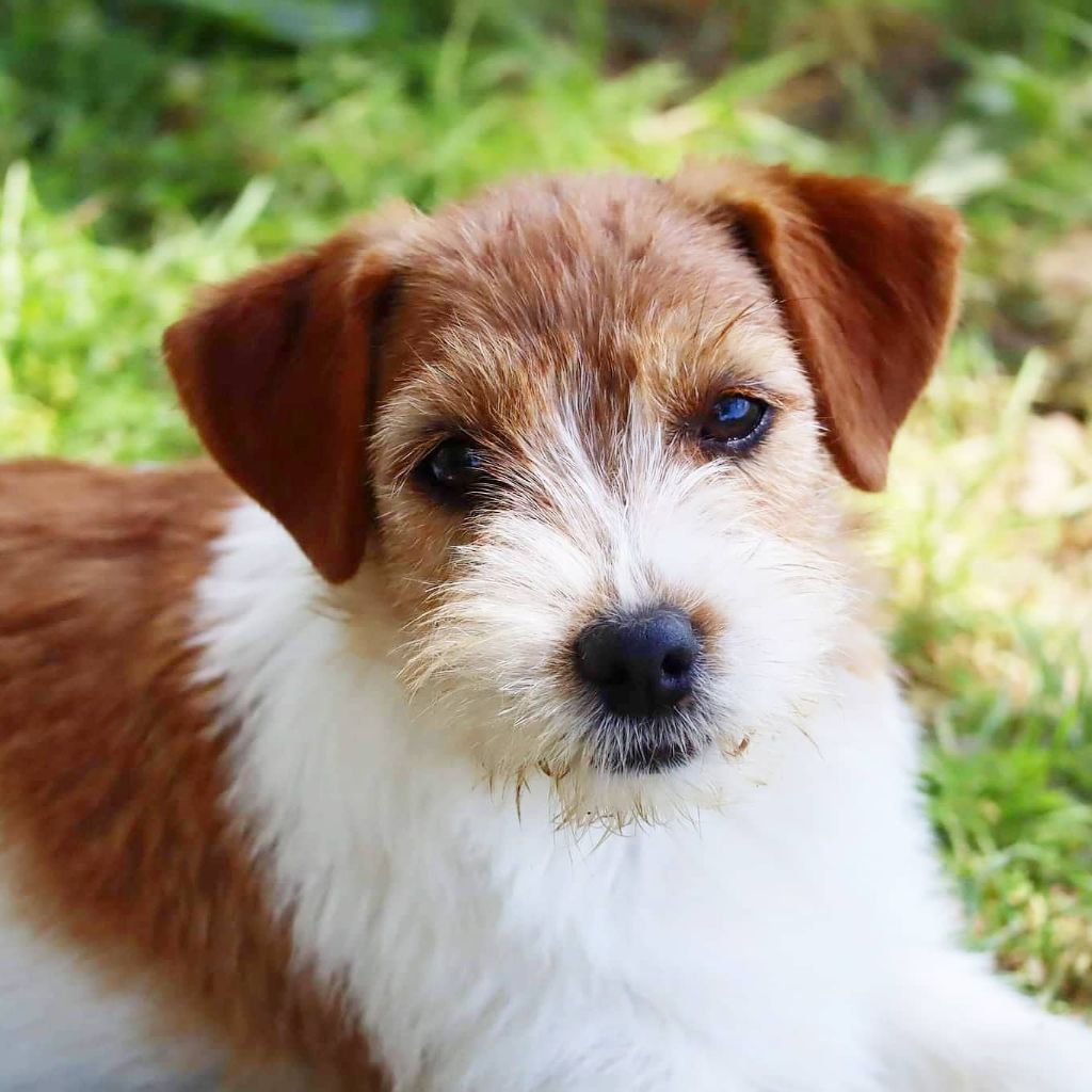 Chiot Jack Russell Terrier du Vallon de l'Alba
