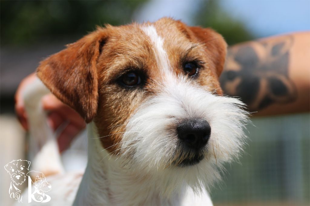 Obelix Russtyle's du VDA