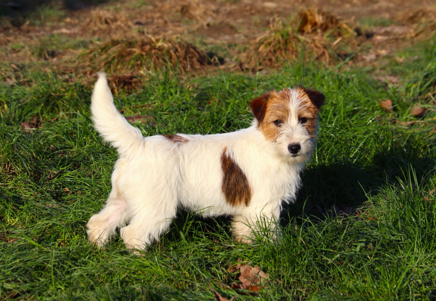 du Vallon de l'Alba - Chiots disponibles - Jack Russell Terrier