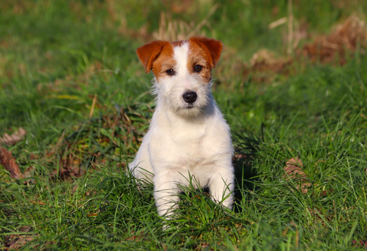 du Vallon de l'Alba - Chiots disponibles - Jack Russell Terrier
