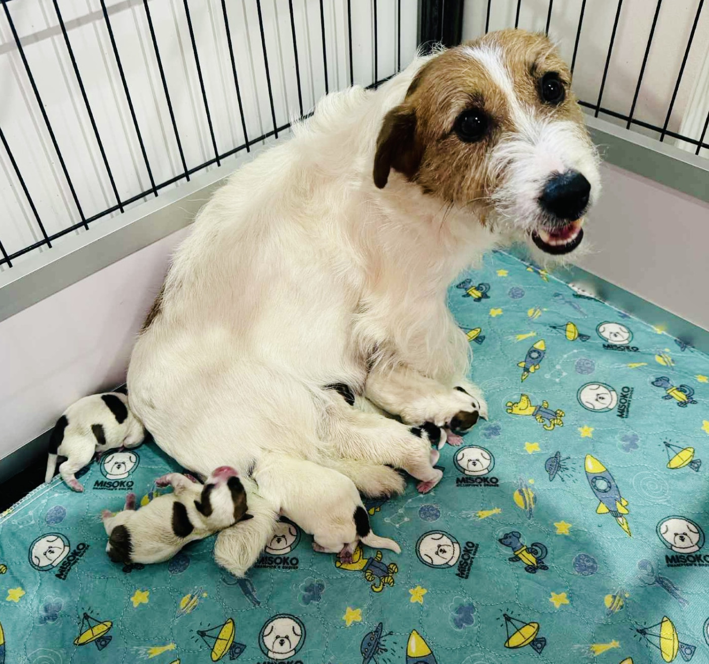 Chiot Jack Russell Terrier du Vallon de l'Alba