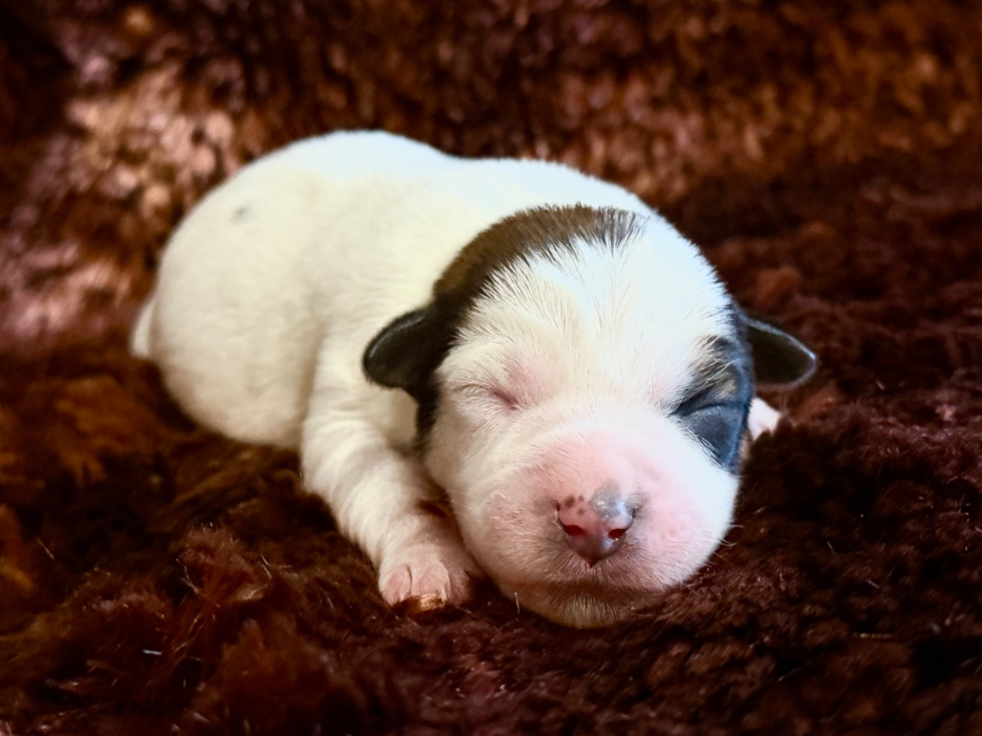 du Vallon de l'Alba - Chiots disponibles - Jack Russell Terrier