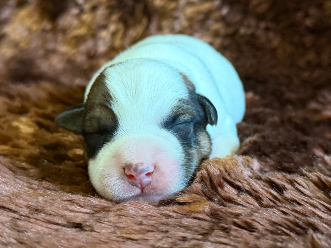 du Vallon de l'Alba - Chiots disponibles - Jack Russell Terrier