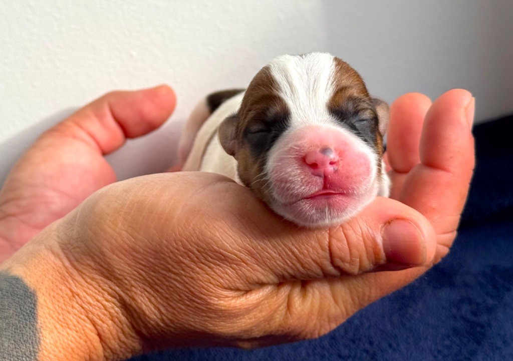 du Vallon de l'Alba - Chiots disponibles - Jack Russell Terrier