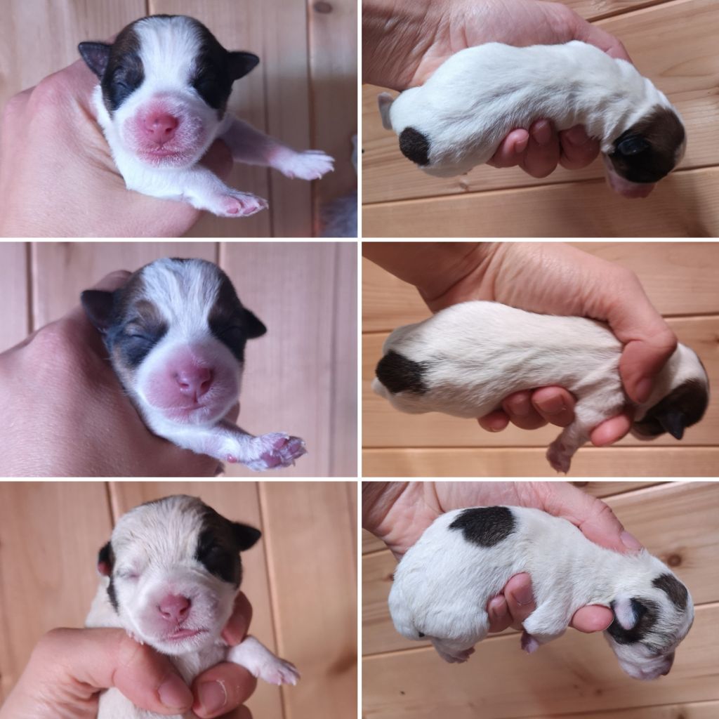 Chiot Jack Russell Terrier du Vallon de l'Alba