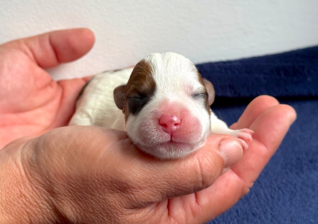 du Vallon de l'Alba - Chiots disponibles - Jack Russell Terrier