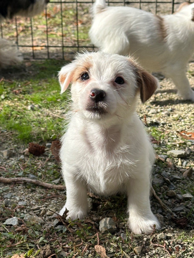 du Vallon de l'Alba - Chiots disponibles - Jack Russell Terrier