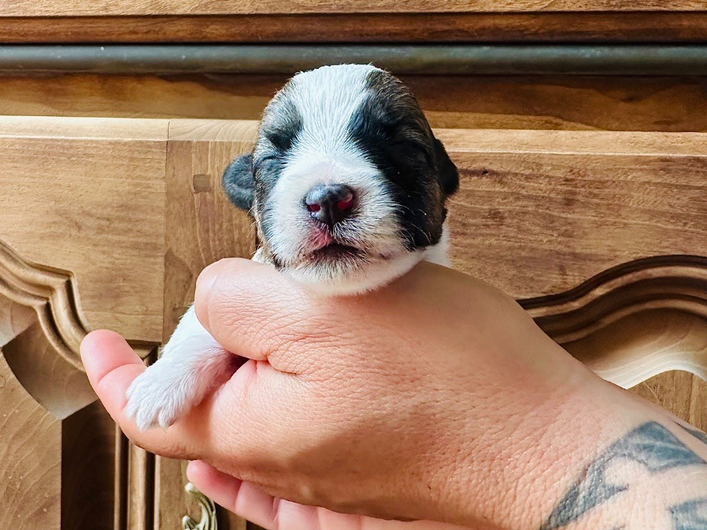 du Vallon de l'Alba - Chiots disponibles - Jack Russell Terrier
