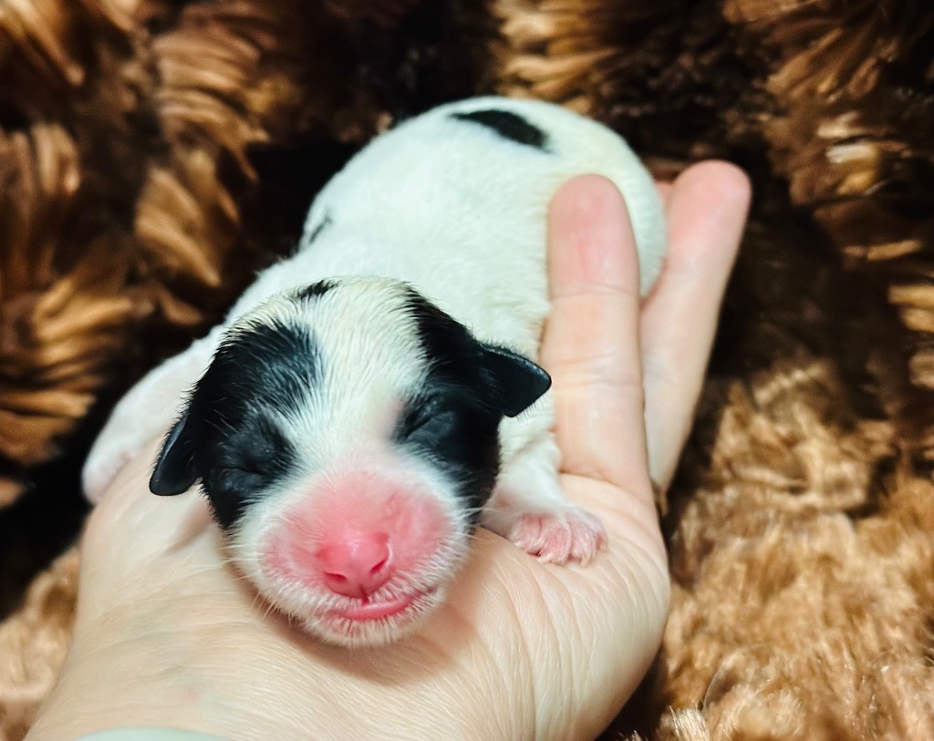 du Vallon de l'Alba - Chiots disponibles - Jack Russell Terrier