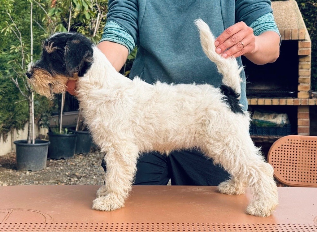 du Vallon de l'Alba - Chiots disponibles - Jack Russell Terrier