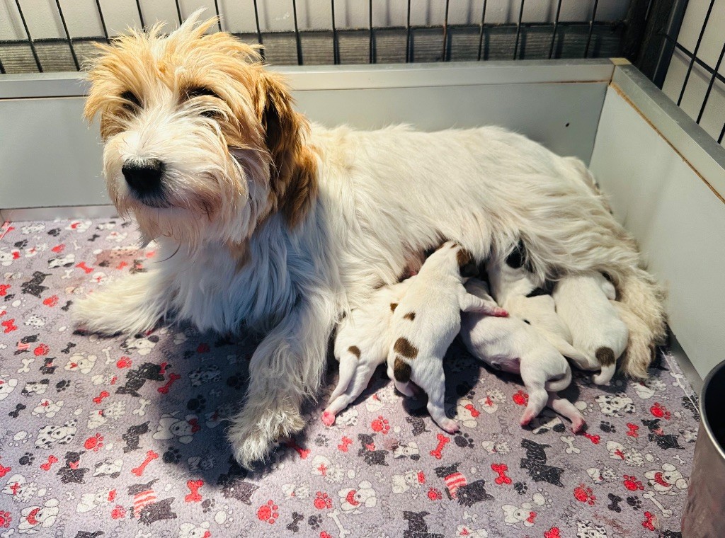 Chiot Jack Russell Terrier du Vallon de l'Alba