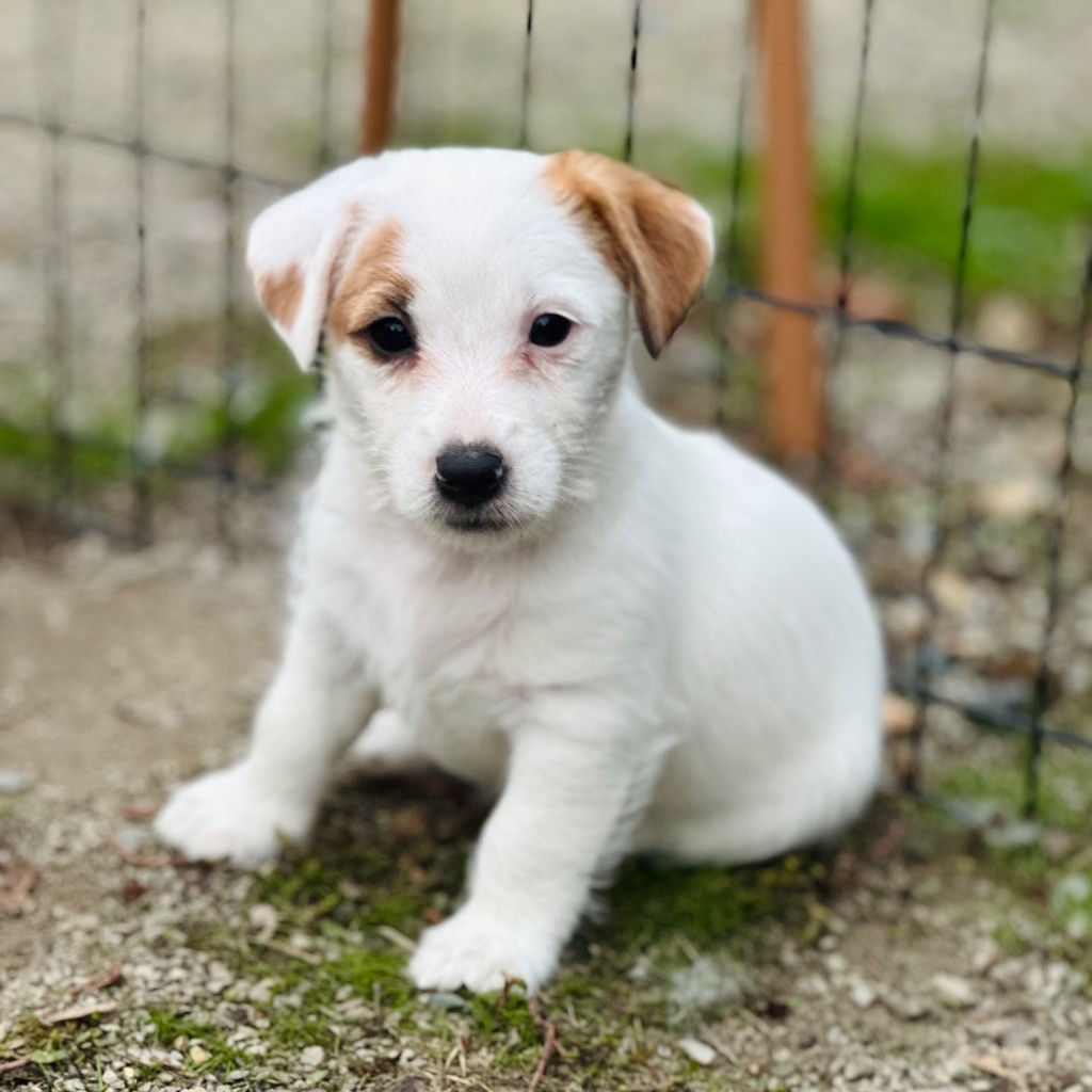 du Vallon de l'Alba - Chiots disponibles - Jack Russell Terrier