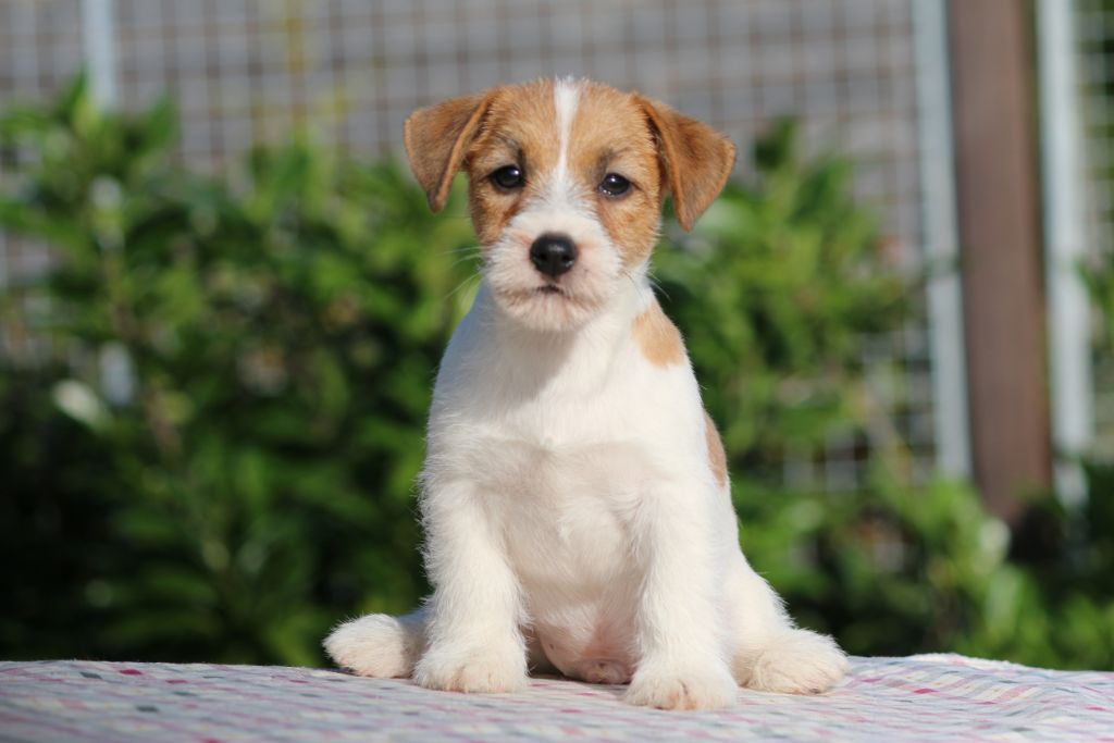 CHIOT