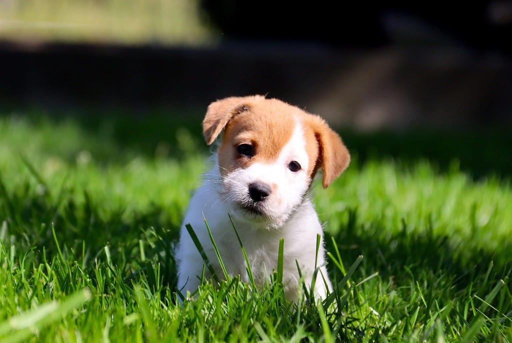 du Vallon de l'Alba - Chiots disponibles - Jack Russell Terrier
