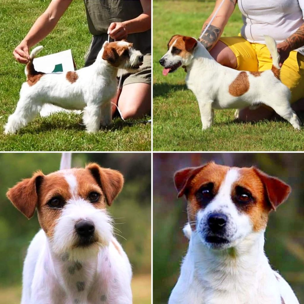 Chiot Jack Russell Terrier du Vallon de l'Alba
