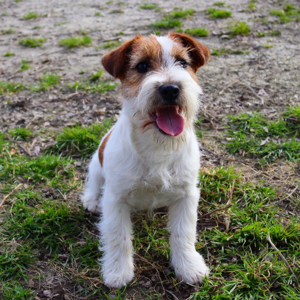 du Vallon de l'Alba - Chiots disponibles - Jack Russell Terrier