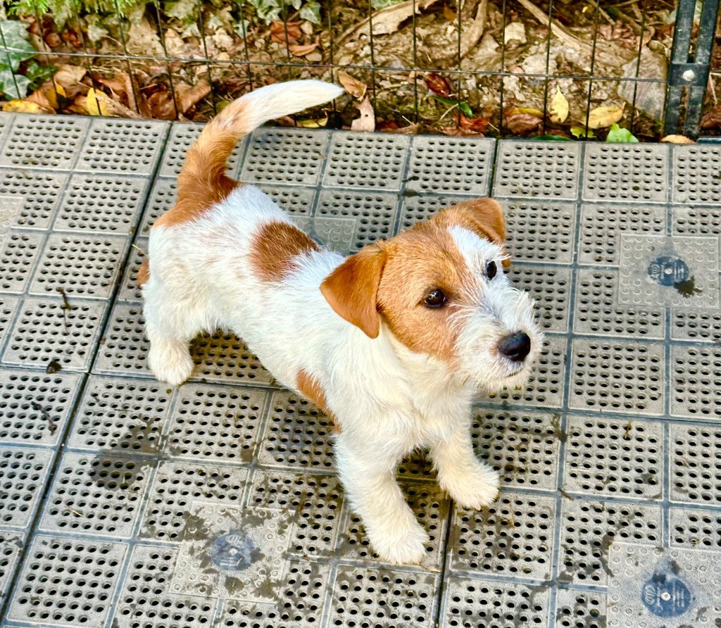 du Vallon de l'Alba - Chiots disponibles - Jack Russell Terrier