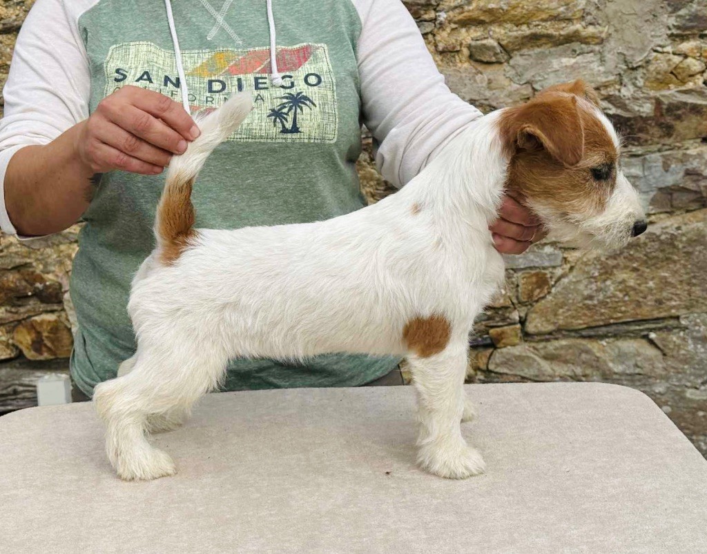 du Vallon de l'Alba - Jack Russell Terrier - Portée née le 10/05/2025