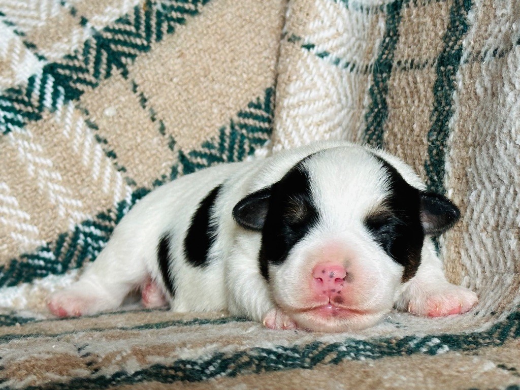 du Vallon de l'Alba - Chiots disponibles - Jack Russell Terrier