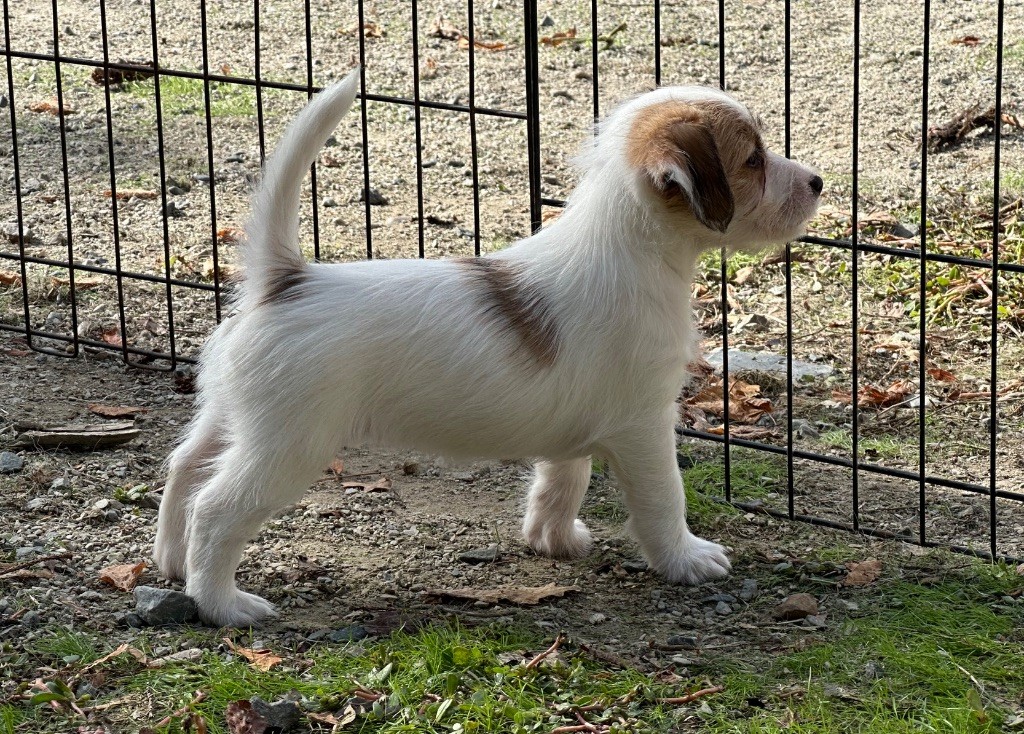 du Vallon de l'Alba - Chiots disponibles - Jack Russell Terrier