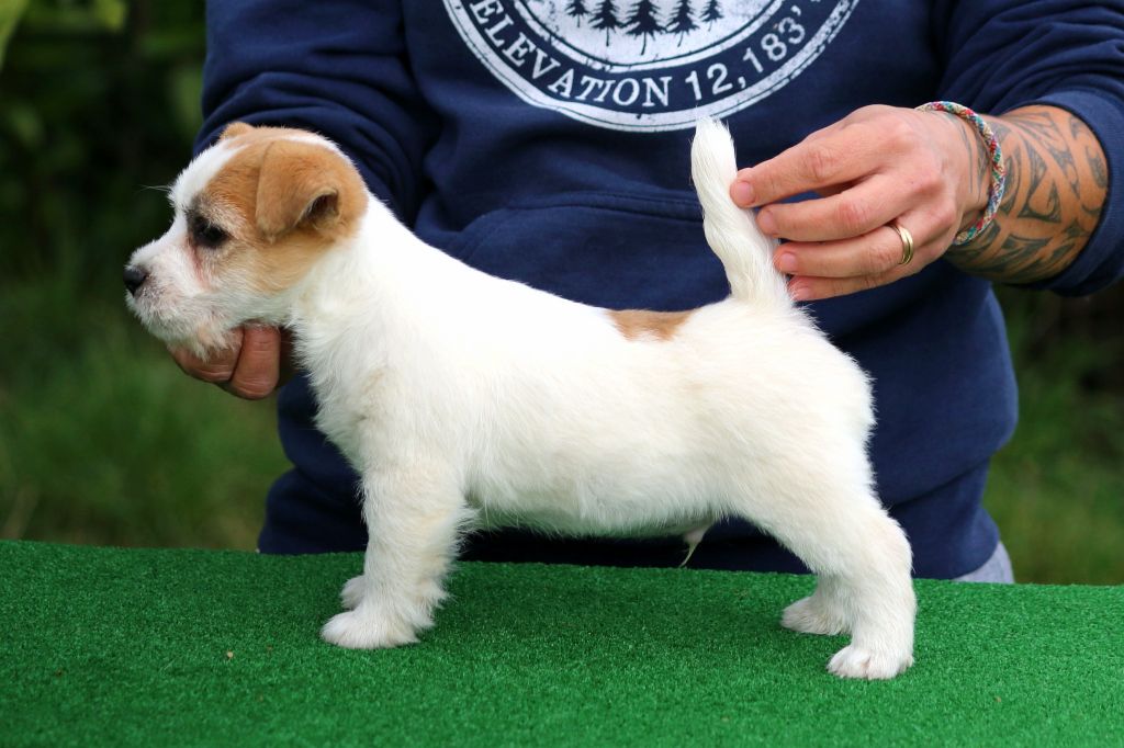 CHIOT