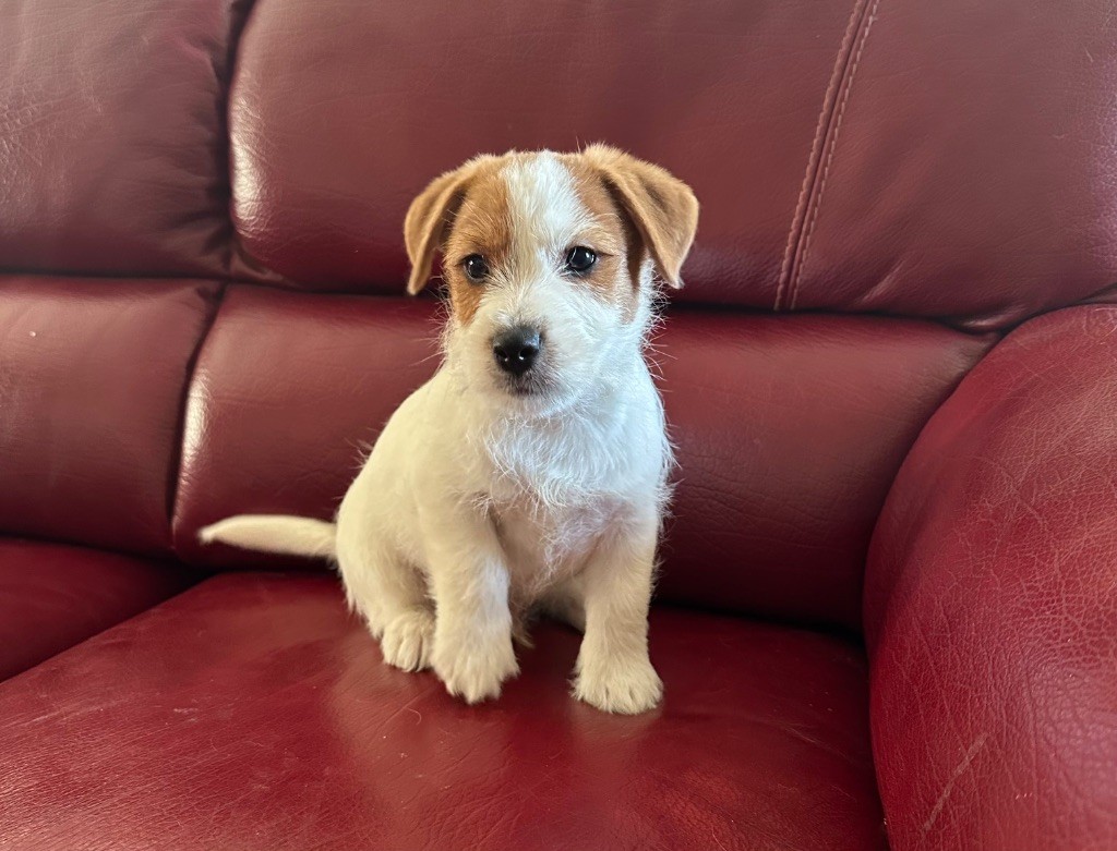 du Vallon de l'Alba - Chiots disponibles - Jack Russell Terrier